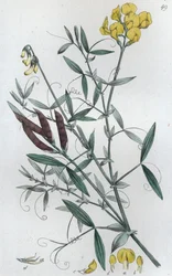 Meadow Vetchling Lathyrus Pratensis