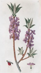 Mezereon Daphne mezereum