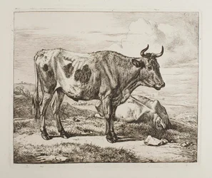 Cattle in the Field