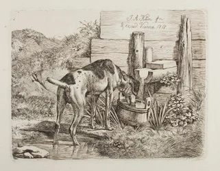 Dog Drinking Water