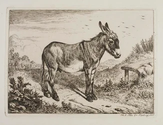 Donkey