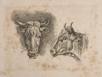 Heads of Two Cows