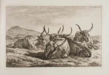 Reclining Oxen