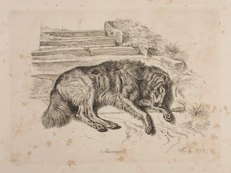 Schweizer, a Dog