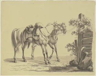 Two Saddled Military Horses Tied to a Post