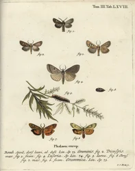 Antler moth, Lygephila lusoria and feathered footman