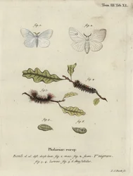 Black V moth, Arctornis l-nigrum