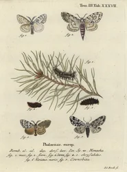 Black arches and owlet moth.