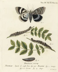Blue Underwing Moth or Clifden Nonpareil. Handcoloured Copperplate Engraving by Johann Carl Bock