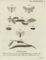 Brown-tail moth, Euproctis chrysorrhoea.