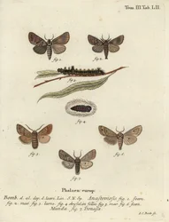 Clostera anastomosis and Nudaria mundana