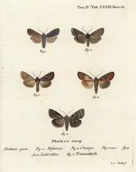 Conformist, Double Dart, Scarce Brindle, and Silver Arches