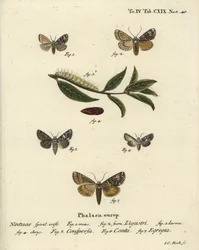 Coronet Moth, Marbled Coronet, Varied Coronet, and Green Arches (Illustration from Die Schmetterlinge)