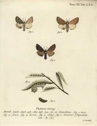 Coxcomb prominent, Ptilodon capucinus