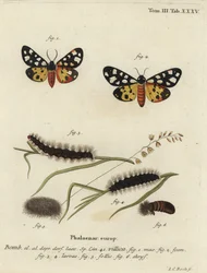 Cream-spot tiger moth, Epicallia villica