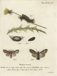 Dark Tussock, Dicallomera Fascelina