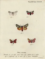 Discrete chaperon and tiger moths