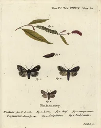 Dot, Melanchra persicariae, and Dryobota labecula. Handcoloured copperplate engraving by Johann Carl Bock after Eugenius Johann Christoph Esper’s Die Schmetterlinge in Abbildungen nach der Natur, Erlangen