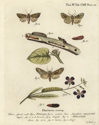Frosted Orange Moth and Angle Shades (Illustration from Die Schmetterlinge)