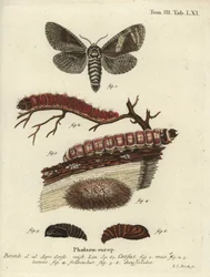 Goatmoth, Cossus Cossus