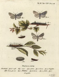 Grey dagger, Acronicta psi 1-4, and dark dagger, Acronicta tridens 5-8. Handcoloured copperplate engraving by Johann Carl Bock after Eugenius Johann Christoph Esper’s Die Schmetterlinge in Abbildungen nach der Natur, Erlangen