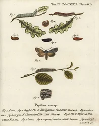 Grey Shoulder Knot, Lithophane Ornitopus, Flounced Chestnut, Agrochola Helvola, Conformist, Lithophane Furcifera. Handcoloured Copperplate Engraving by Johann Carl Bock after Eugenius Johann Christoph Esper’s Die Schmetterlinge in Abbildungen
