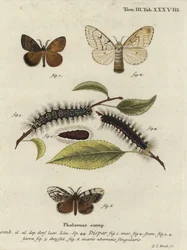 Gypsy Moth, Lymantria Dispar
