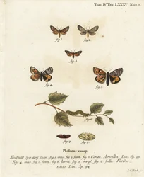 Handmaid Moth and Orange Underwing. Handcoloured Copperplate Engraving by Johann Carl Bock