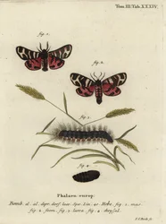 Hebe Tiger Moth, Arctia Festiva