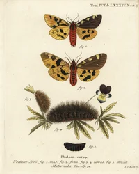 Large Tiger Moth, Male and Female. Handcoloured Copperplate Engraving by Johann Carl Bock after Eugenius Johann Christoph Esper’s Die Schmetterlinge in Abbildungen nach der Natur, Erlangen