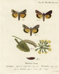 Large Yellow Underwing and Varieties. Handcoloured Copperplate Engraving by Johann Carl Bock after Eugenius Johann Christoph Esper’s Die Schmetterlinge in Abbildungen nach der Natur, Erlangen