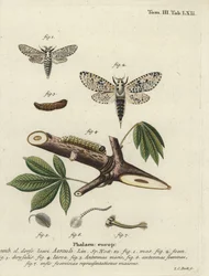 Leopard Moth, Zeuzera Pyrina