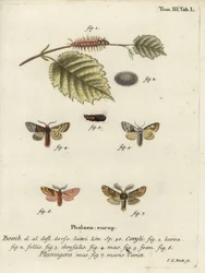 Nut-Tree Tussock and Plumed Prominent