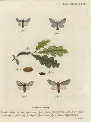 Oak processionary moth, Thaumetopoea processionea