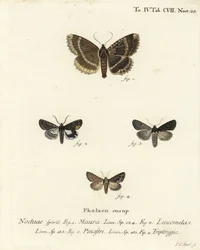 Old Lady or Black Underwing, Eastern Alchymist, and Dypterygia Scabriuscula. Handcoloured Copperplate Engraving by Johann Carl Bock