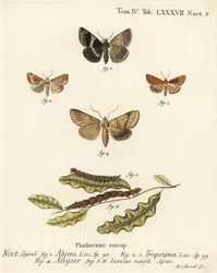 Passenger Moth, Dun-Bar, Double Dart or Soothsayer (Illustration from Die Schmetterlinge)