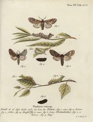 Pebble Prominent and Iron Prominent