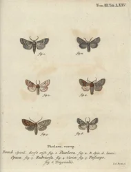 Powdered Quaker, Red Chestnut, Brick Moth, etc.
