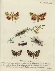Purple Tiger and Brown Tiger Moth