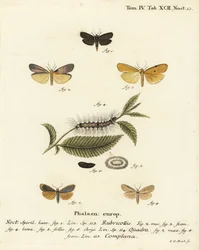 Red-necked footman, Atolmis rubricollis, four-spotted footman, Lithosia quadra, and buff footman, Katha depressa. Handcoloured copperplate engraving by Johann Carl Bock after Eugenius Johann Christoph Esper’s Die Schmetterlinge in Abbildungen nach der Natu