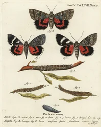 Red underwing moth, Catocala nupta. Handcoloured copperplate engraving by Johann Carl Bock after Eugenius Johann Christoph Esper’s Die Schmetterlinge in Abbildungen nach der Natur, Erlangen