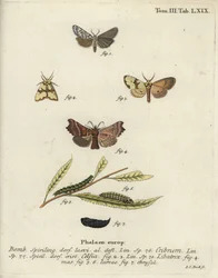 Speckled footman, Staurophora celsia and herald moth