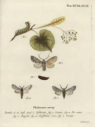 Sprawler moth, Asteroscopus sphinx