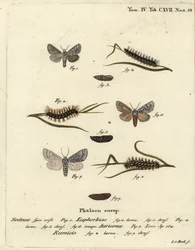 Sweet Gale Moth, Acronicta Euphorbiae, Scarce Dagger, Acronicta Auricoma, and Knot Grass Moth, Acronicta Rumicis. Handcoloured Copperplate Engraving by Johann Carl Bock after Eugenius Johann Christoph Esper’s Die Schmetterlinge in Abbildungen