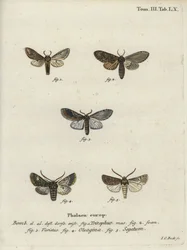 Three-Humped Prominent, Olive Moth and Turnip Moth