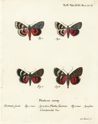Underwing moths, Catocala pacta and Catocala coniuncta (Handcoloured copperplate engraving by Johann Carl Bock)