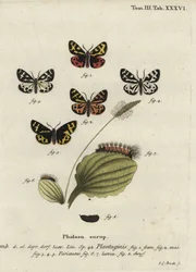 Wood tiger moth, Parasemia plantaginis
