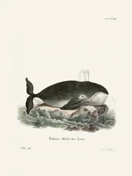 Bowhead Whale
