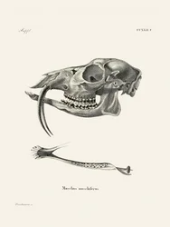 Siberian Musk Deer