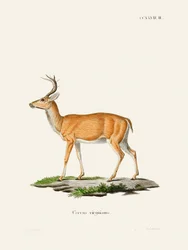 Virginian Deer